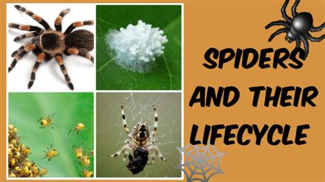 Spiders and their Lifecycle - YouTube