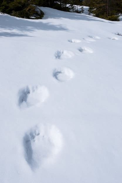 Premium Photo | Bear tracks in the snow