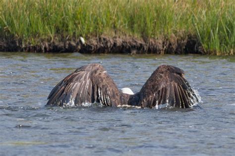 Bald Eagle goes swimming - PentaxForums.com