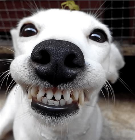 Dog Can't Stop Smiling When Grasshopper Lands on Her Head