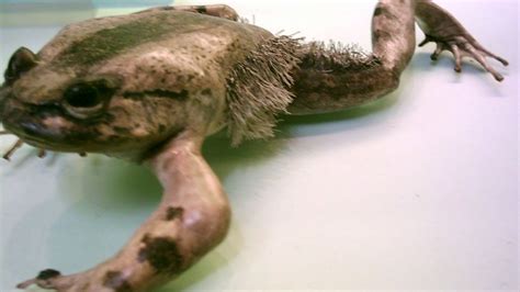 Why The Horror Frog Breaks Its Own Bones