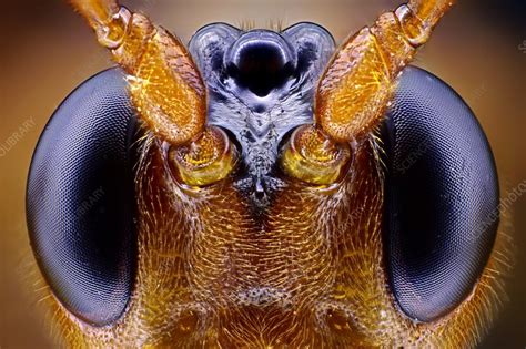 Wasp head - Stock Image - C014/6108 - Science Photo Library