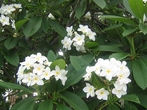 Plumeria alba (White Frangipani) - World of Flowering Plants | Planting ...