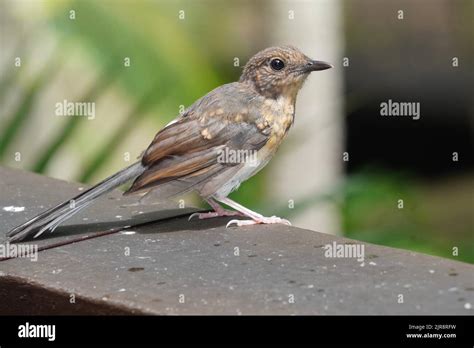 White-rumped shama thrush, juvenile female Stock Photo - Alamy