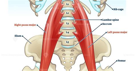 Anatomy Pictures Of Lower Back And Hip Lumbar Spine Anatomy | Images and Photos finder