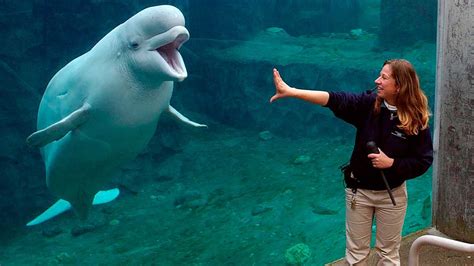 Mystic Aquarium, animal defenders battle over beluga whales