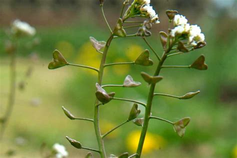 Plant Family Series: Brassicaceae - BBC Gardeners World Magazine