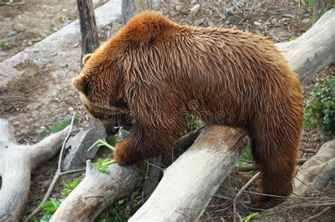 Brown bear at the zoo stock image. Image of natural, closeup - 76423711