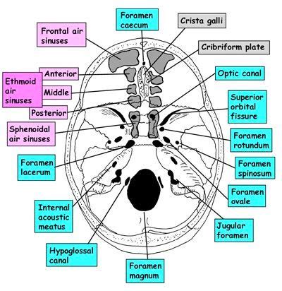 Structures passing through foramina of skull – Medchrome