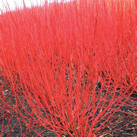 Cardinal Red Twig Dogwood Hedge | Buy Shrubs from Gurney's