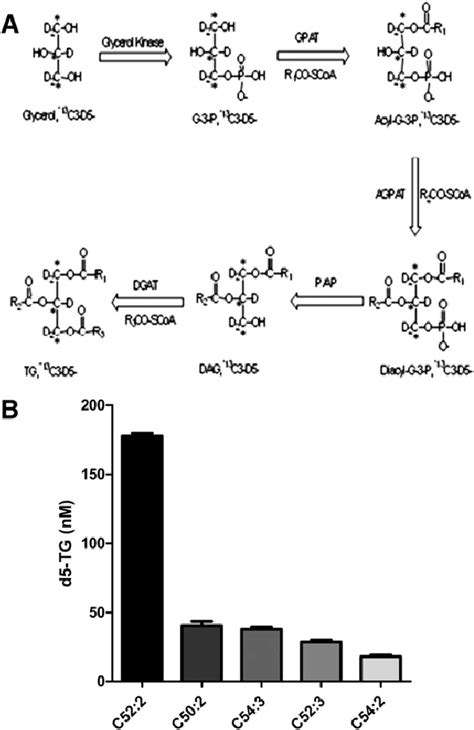 A: Illustration of the glycerol-3-phosphate pathway whereby 13 C 3-D ...