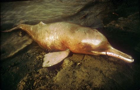 Ganges River Dolphin – "OCEAN TREASURES" Memorial Library