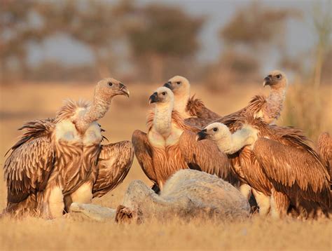 Thar ecology is facing great threats, finds a fresh book on Rajasthan ...