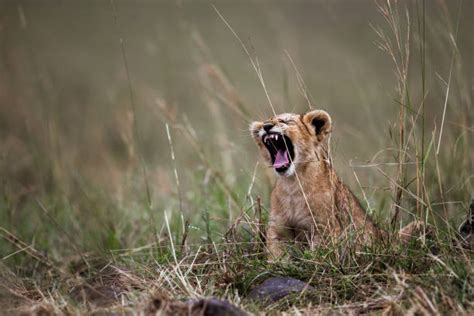 1,100+ Baby Lion Roaring Stock Photos, Pictures & Royalty-Free Images ...