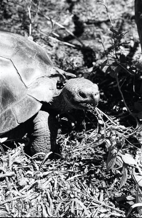 Fauna [Galapagos: Santa Cruz, pt II] | andrejrusskovskij.com