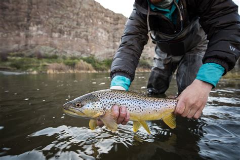 13 Best Fly Fishing Rivers in Montana - Fishmasters.com