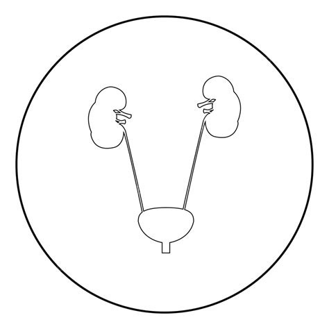 Circular Black Icon Of Bladder And Kidney Urinary Scientific Urine Vector, Urinary, Scientific ...