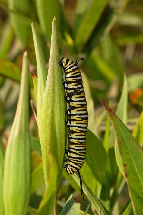 File:Monarch Butterfly Danaus plexippus Vertical Caterpillar 2000px.jpg - Wikipedia