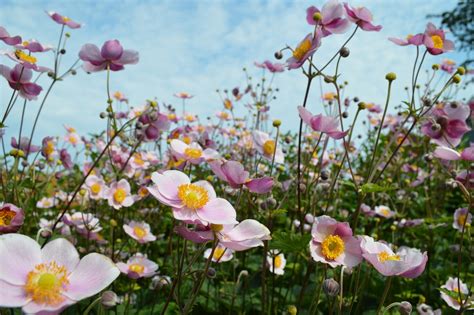 Anemones Pink Flowers · Free photo on Pixabay