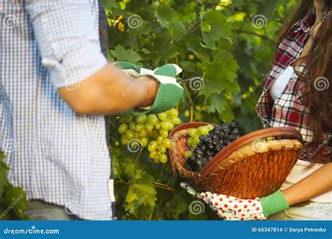 Young Couple on Picking Grapes in the Vineyard Stock Photo - Image of positive, male: 65347814