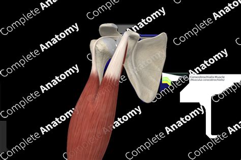 Coracobrachialis Muscle | Complete Anatomy