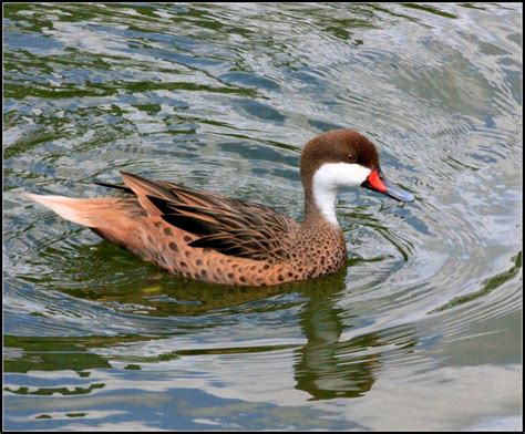 florida ducks | cuatrok77 | Flickr