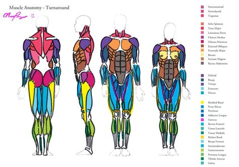 Muscle Anatomy - Turnaround by HeartGear on DeviantArt | Muscle anatomy, Muscle diagram, Human ...