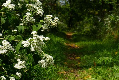 Tree and Shrub Identification - The Land Conservancy of McHenry County