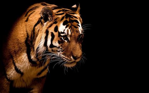 Tiger Backgrounds Pictures - Wallpaper Cave