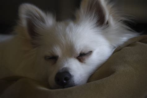 Sleeping White Pomeranian Dog Free Stock Photo - Public Domain Pictures