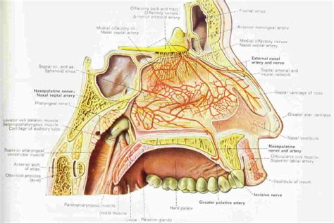 Nasal anatomy and physiology