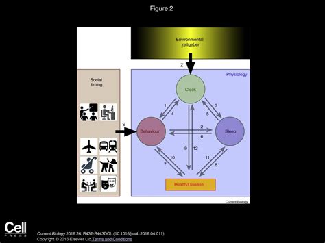 The Circadian Clock and Human Health - ppt download