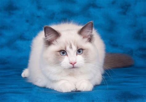 The Best Cat Breed for You