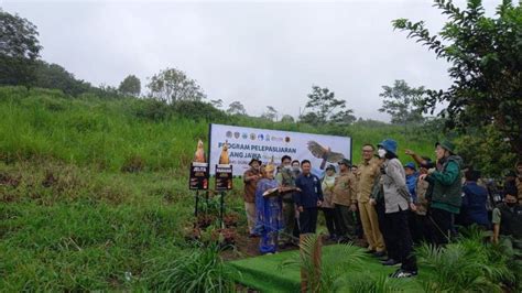 Bogor jadi Habitat Elang Jawa - Pelitabaru : Pelitabaru