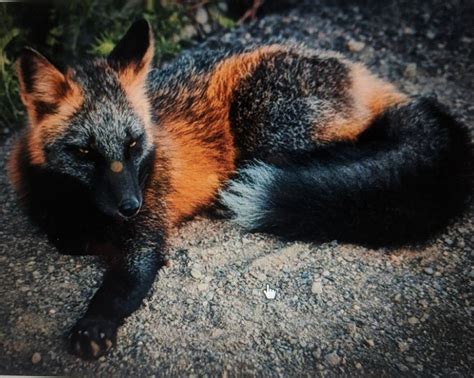 Cross fox | Rare animals, Melanistic, Animals beautiful