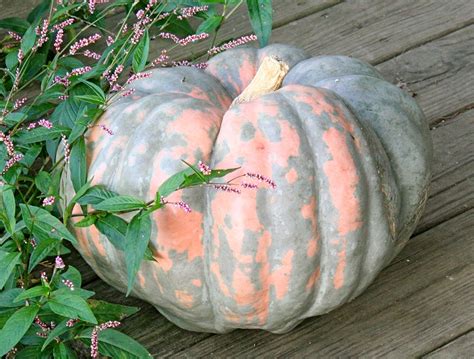 Picking the Perfect Pumpkins: A Guide to Heirloom Pumpkin Varieties