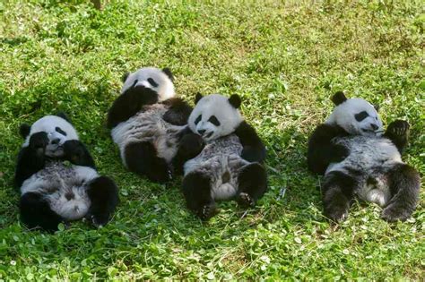 What is a group of pandas called? | The US Sun