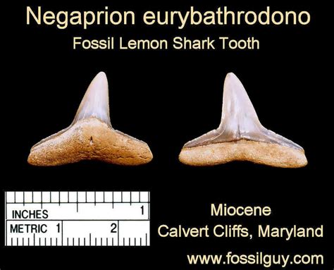 Fossil Shark Tooth Identification for Calvert Cliffs of Maryland: Fossilguy.com