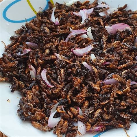 Gastronomie/ Les termites sautées : Une spécialité prisée au Cameroun ...