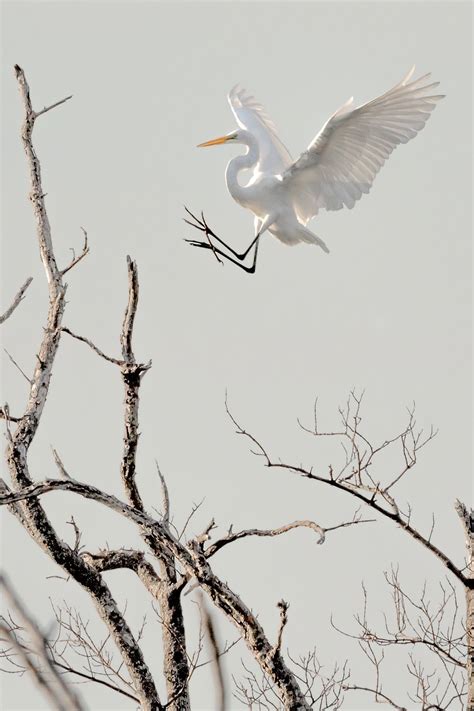 Great White Heron National Wildlife Refuge — Florida Keys Wildlife Society