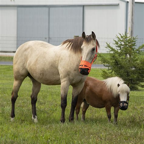 Why Should I use Grazing Muzzles?