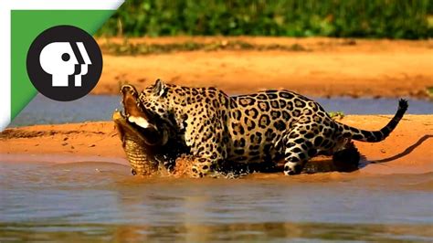 Jaguar Attacks Caiman Crocodile - YouTube