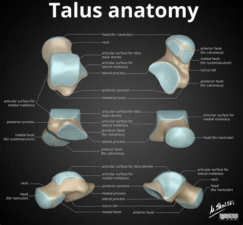 Anatomy of the talus | Radiology Case | Radiopaedia.org