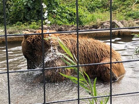 Kamloops Wildlife Park - 2020 All You Need to Know BEFORE You Go (with ...