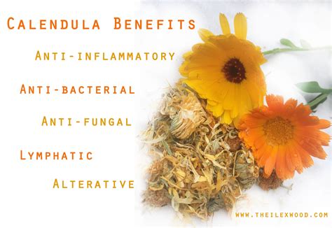 Herb Profile_ Calendula – The Ilex Wood