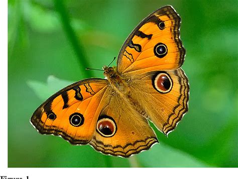 Figure 1 from The evolutionary significance of butterfly eyespots | Semantic Scholar