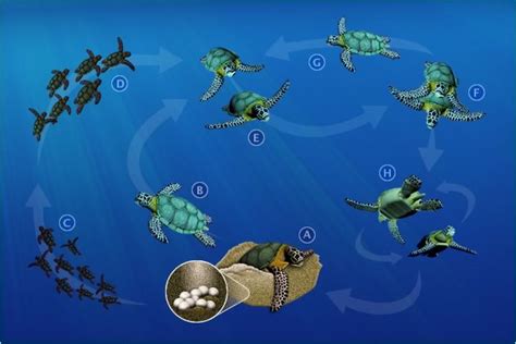 Leatherback Sea Turtle Life Cycle