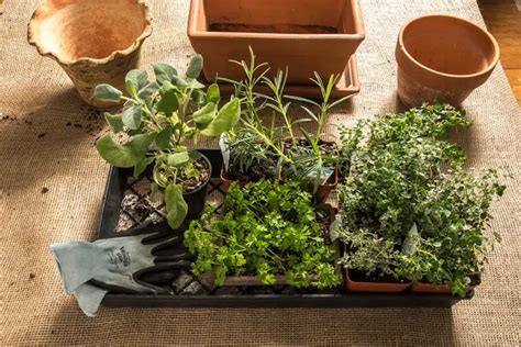 The best herbs to grow indoors, according to your light, and how to grow them