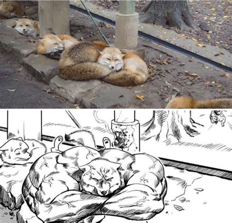 Muscle fox : r/BuffAnimals