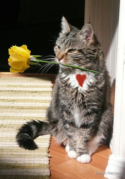 "Cat holding a rose" by Istvan Hernadi | Redbubble